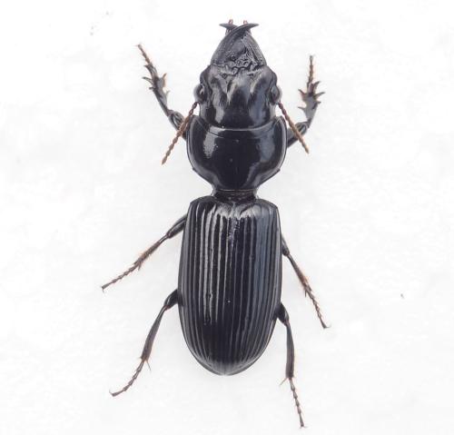 Scaritinae